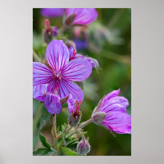 Póster Flores silvestres de gerânio pegajoso (Frente)