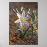 Flores Silvestres de Lírio do Deserto