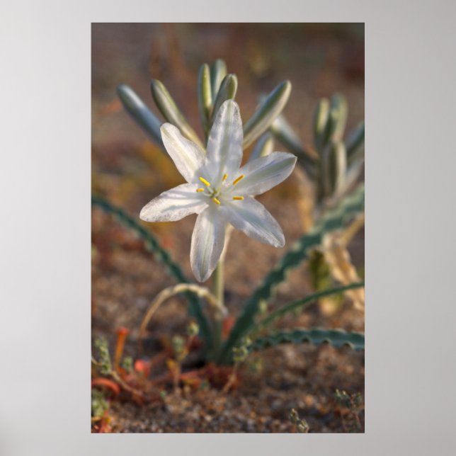 Póster Flores Silvestres de Lírio do Deserto (Frente)