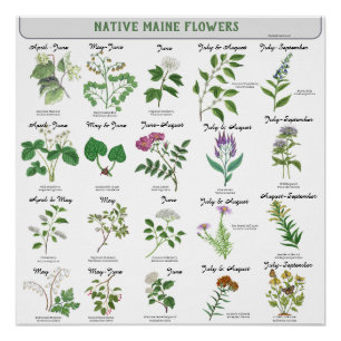 Póster Flores Silvestres de Maine Florescem Mês Nome Lati