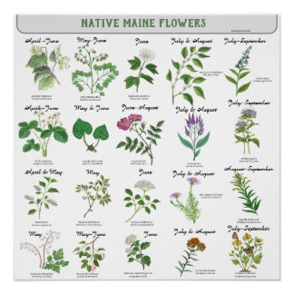 Póster Flores Silvestres de Maine Florescem Mês Nome Lati
