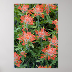 Poster Flores silvestres de pincel indianas