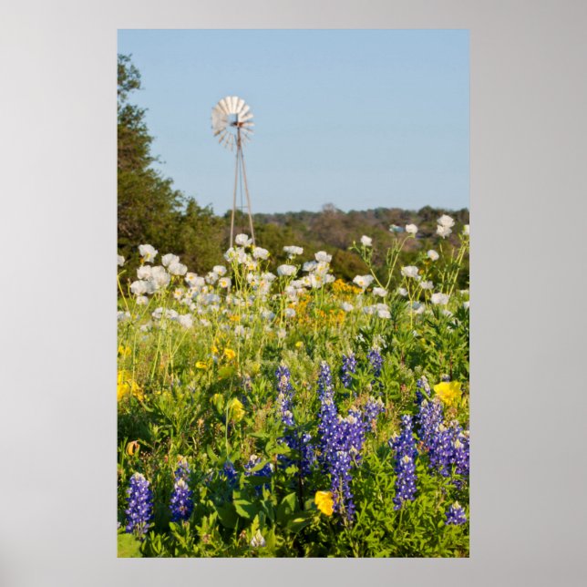 Poster Flores Silvestres e Moinho de Vento no Texas Hill  (Frente)