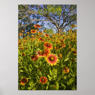 Póster Flores silvestres Firewheels Gaillardia pulchella)