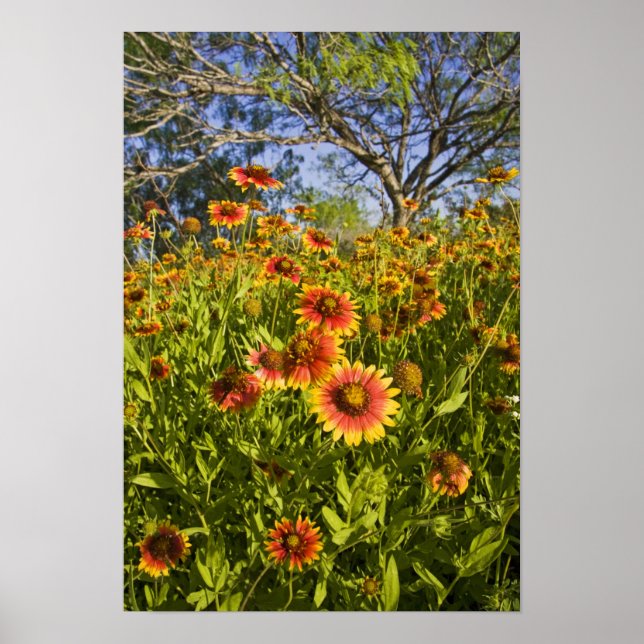 Póster Flores silvestres Firewheels Gaillardia pulchella) (Frente)