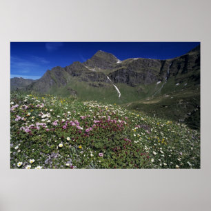 Póster Flores silvestres, florescendo, Alpes, Suíça