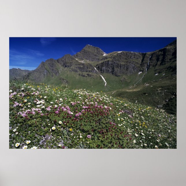 Póster Flores silvestres, florescendo, Alpes, Suíça (Frente)