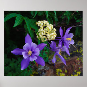 Poster Flores Silvestres Mutantes Columbine