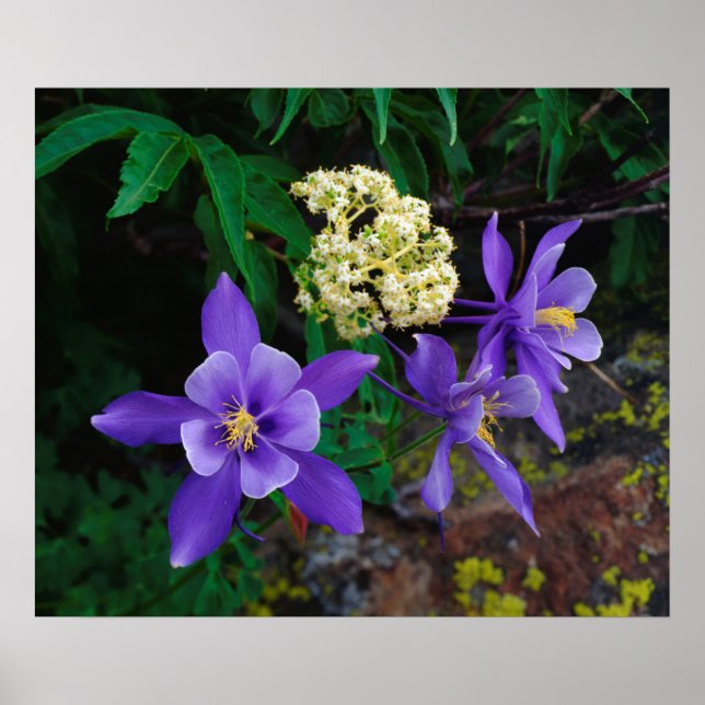 Poster Flores Silvestres Mutantes Columbine (Frente)