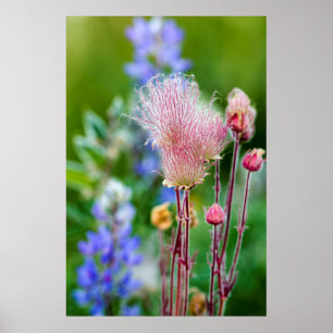 Póster Flores Silvestres Prairie Smoke em Aspen Grove 2