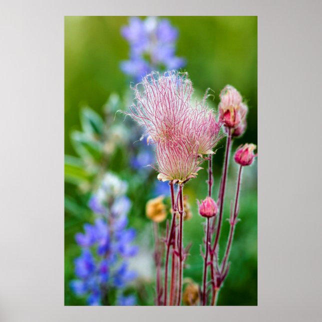 Póster Flores Silvestres Prairie Smoke em Aspen Grove 2 (Frente)