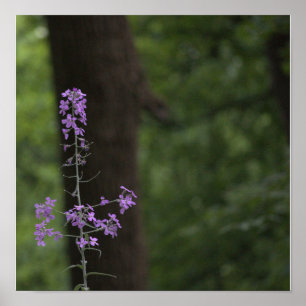 Poster Flores Silvestres Roxas