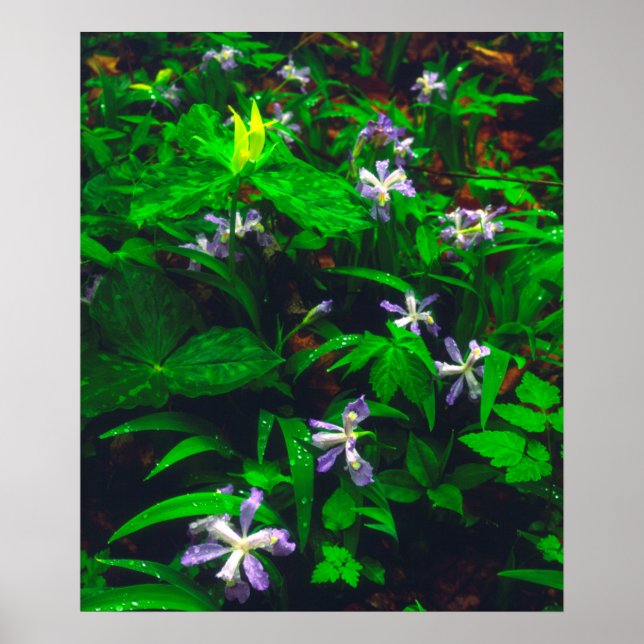 Póster Flores Silvestres Trillium e Íris (Frente)