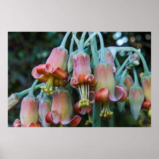 Póster Flores suculentas de Echeveria (Frente)