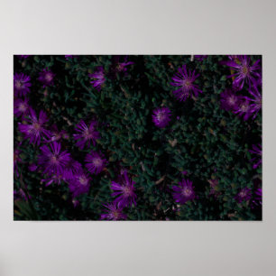 Poster Flores Suculentas de Roxo Verde da África do Sul