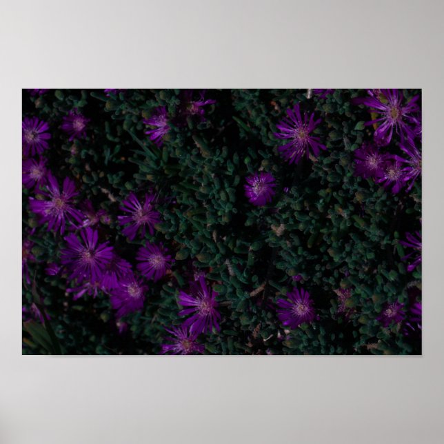 Poster Flores Suculentas de Roxo Verde da África do Sul (Frente)