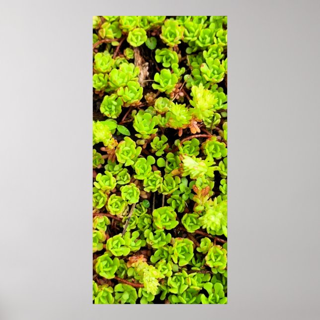 Poster Flores Suculentas Verdes (Frente)