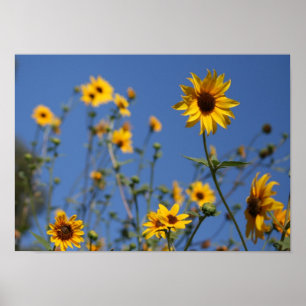 Póster Flores Sunny