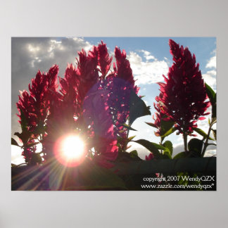 Poster Flores Sunset*