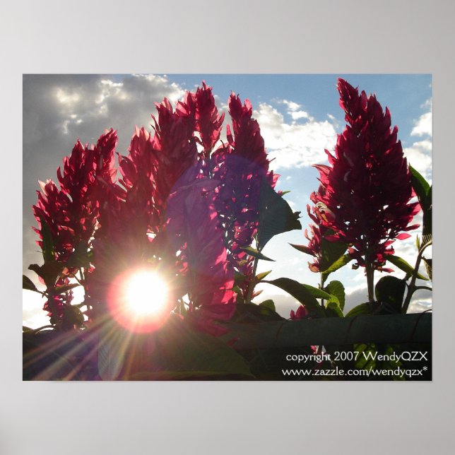 Poster Flores Sunset* (Frente)