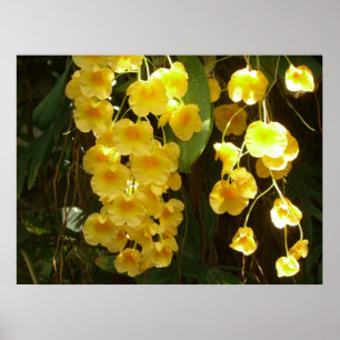 Poster Flores Tropicais das Orquídeas Amarelas