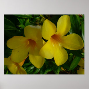Poster Flores tropicais II Ouros