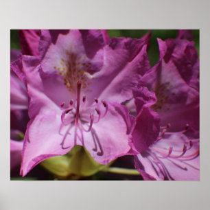 Poster Flores Tropicais Rosa