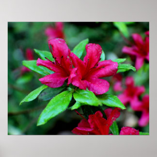 Poster Flores Tropicais Rosa