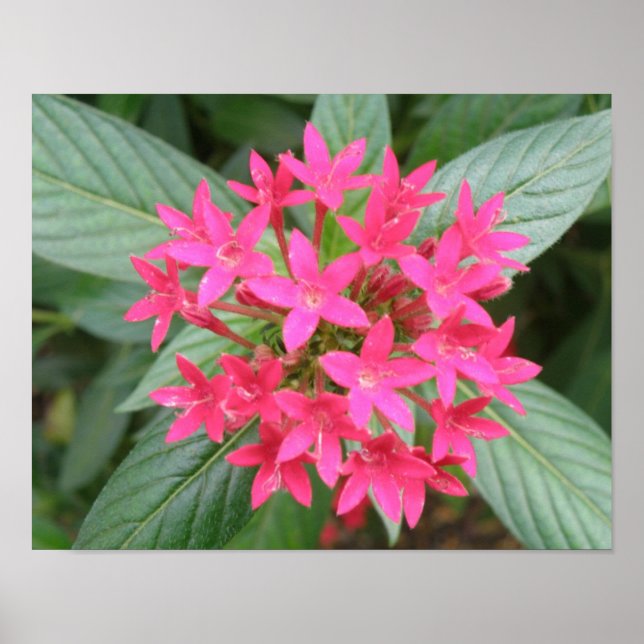 Póster Flores Tropicais Rosa Brilhante (Frente)