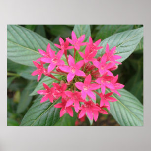 Póster Flores Tropicais Rosa Brilhantes