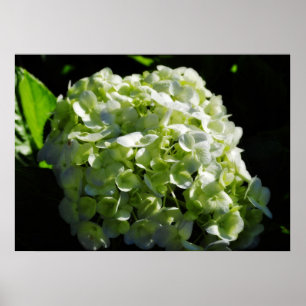 Póster Flores verdes dos Hydrangeas