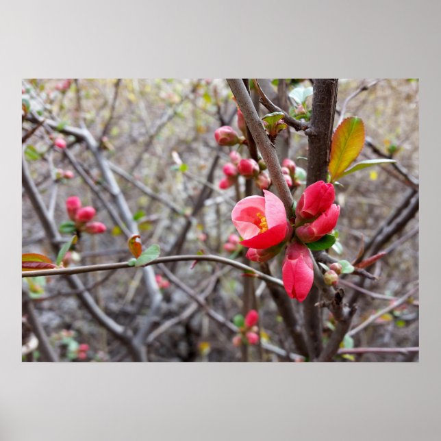 Póster flores vermelhas (Frente)