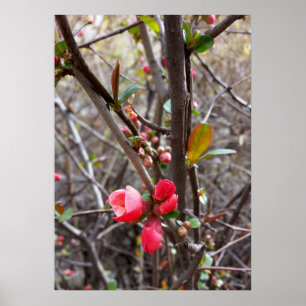 Póster flores vermelhas