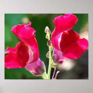 Póster Flores Vermelhas À Luz Do Sol