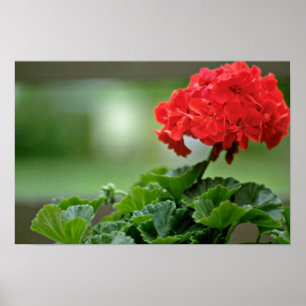 Póster Flores vermelhas da flor do gerânio