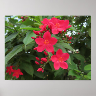 Poster Flores Vermelhas de Jatropha