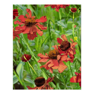 PÓSTER FLÔRES VERMELHAS DE RUDBECKIA