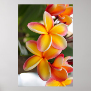 Póster Flores vermelhas e amarelas 2 do Plumeria