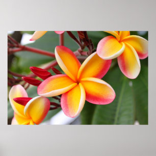 Póster Flores vermelhas e amarelas 3 do Plumeria