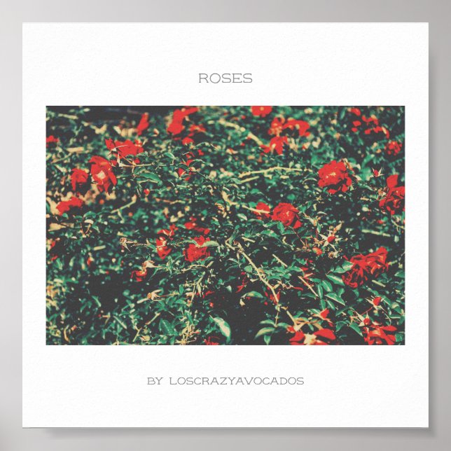 Poster Flores Vermelhas E Verdes Rosa (Frente)