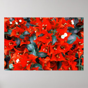 Poster Flores Vibrantes de Bougainvillea Vermelha