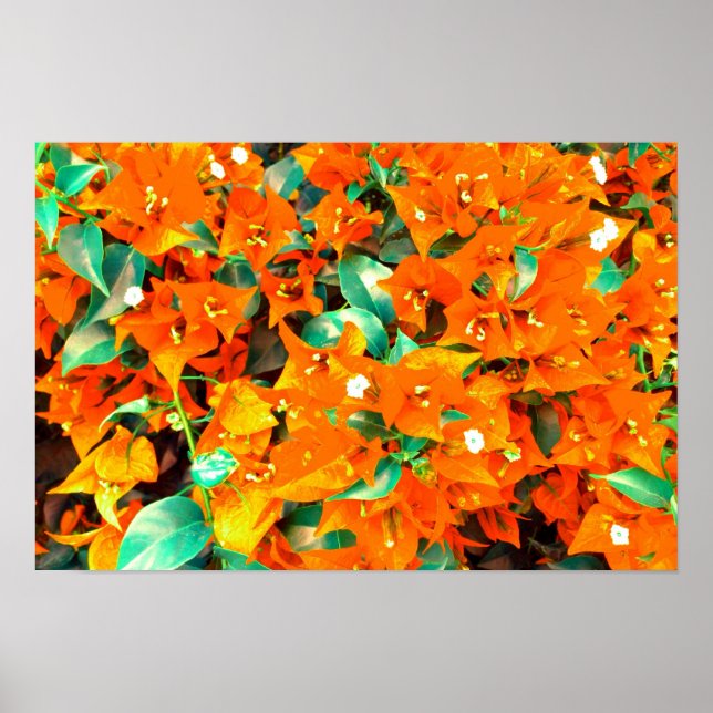 Poster Flores Vibrantes de Laranja Bougainvillea (Frente)