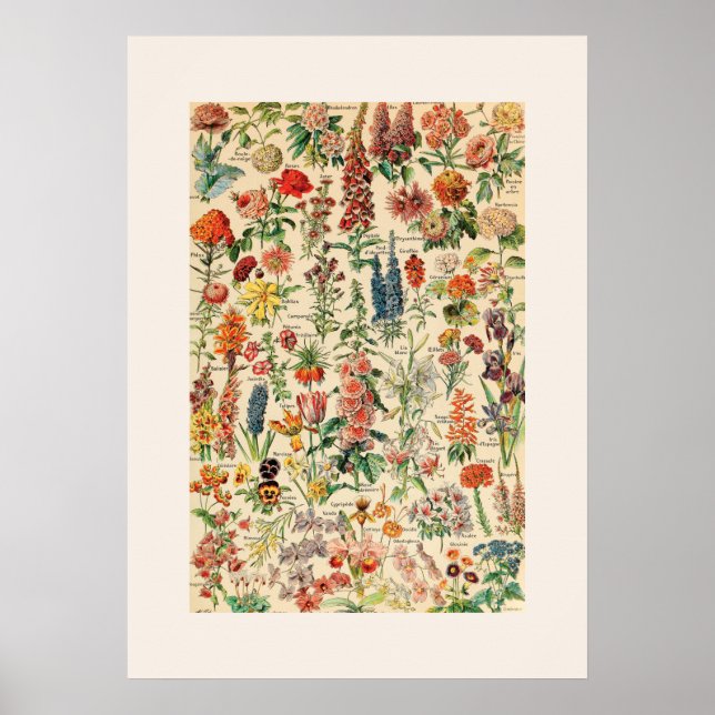 Poster Flores Vintage (Frente)