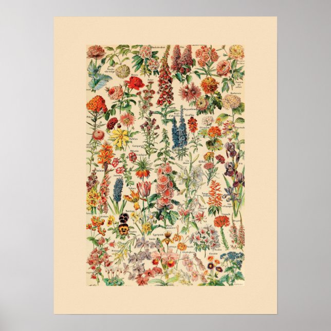 Poster Flores Vintage (Frente)