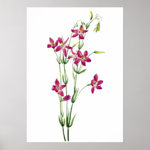 Poster Flores Vintage - Centaurium por Mary Vaux Walcott