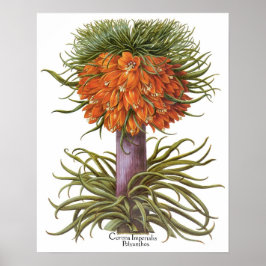 Póster Flores Vintage de Fritilária Laranja Basilius Besl