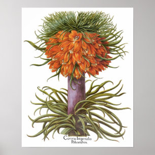 Póster Flores Vintage Fritillaria por Basilius Besler