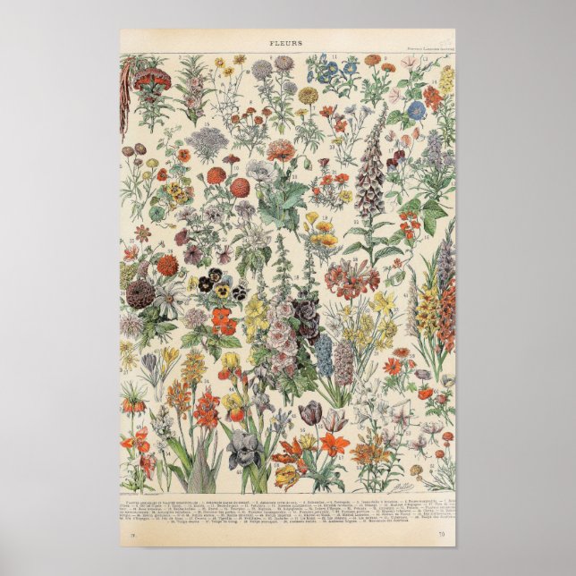 Poster Flores Vintage por Adolphe Millot (Frente)
