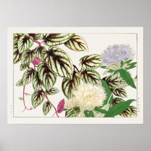 Poster Flores Vitus e Stokesia de Tanigami Konan,