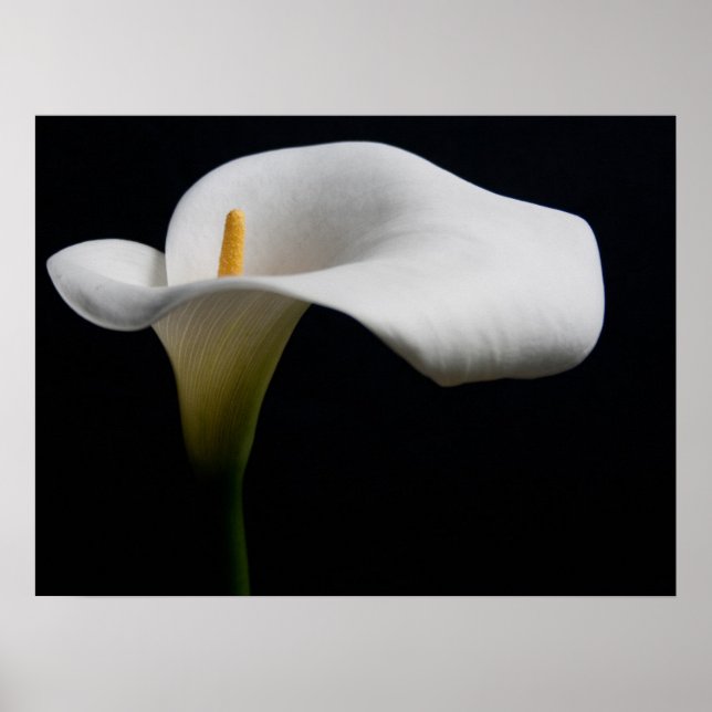 Poster Flores | White Calla Lily (Frente)